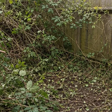 AI generated thumbnail showing brambles and shrubs.