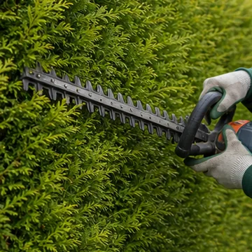 AI generated thumbnail showing conifer hedge cutting.